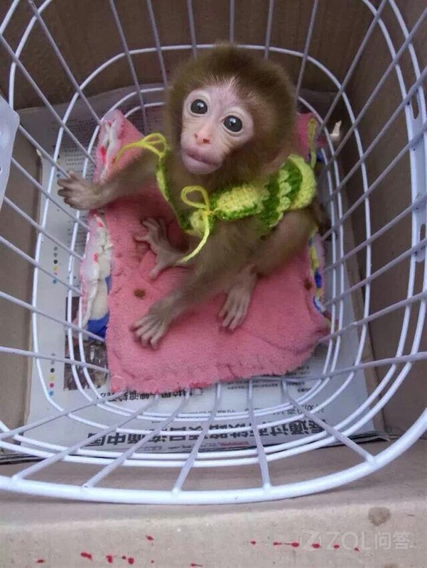 【南京哪里有宠物猴卖多少钱一只?】索尼数码